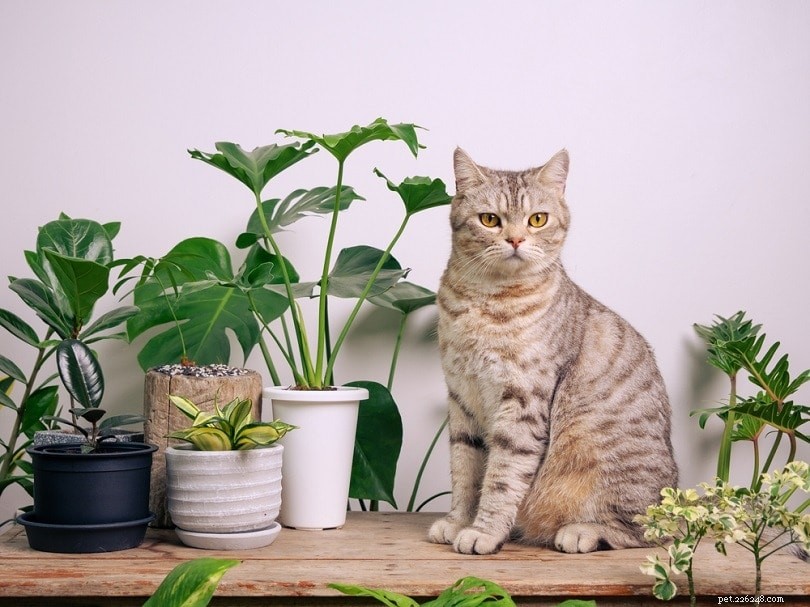 猫を屋内植物から遠ざける方法（6つの実証済みの方法） 