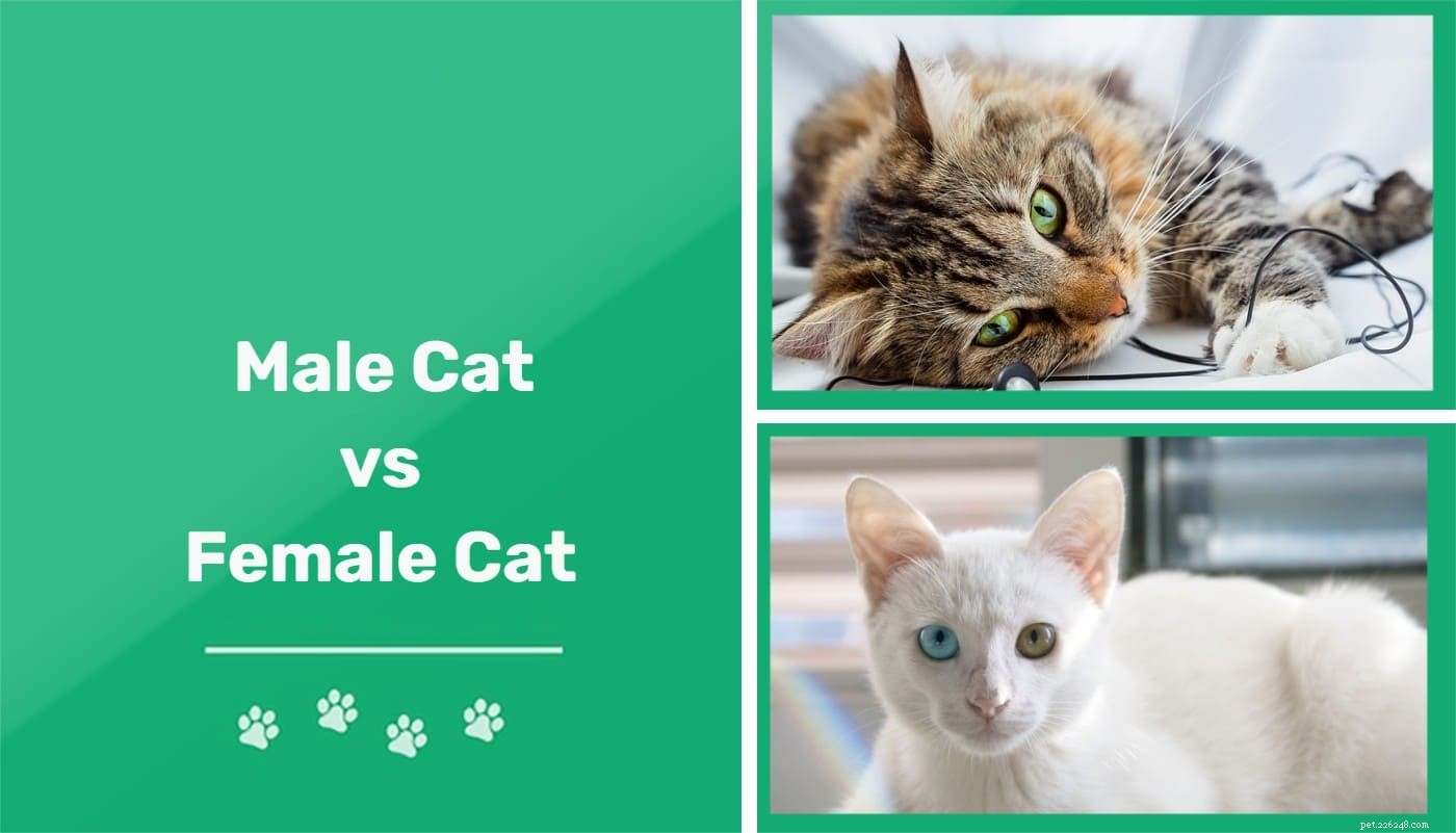 Chats mâles vs femelles :quelle est la différence et lequel choisir ?