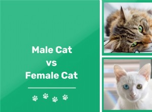 Gatos machos e fêmeas:qual é a diferença e qual você deve escolher?