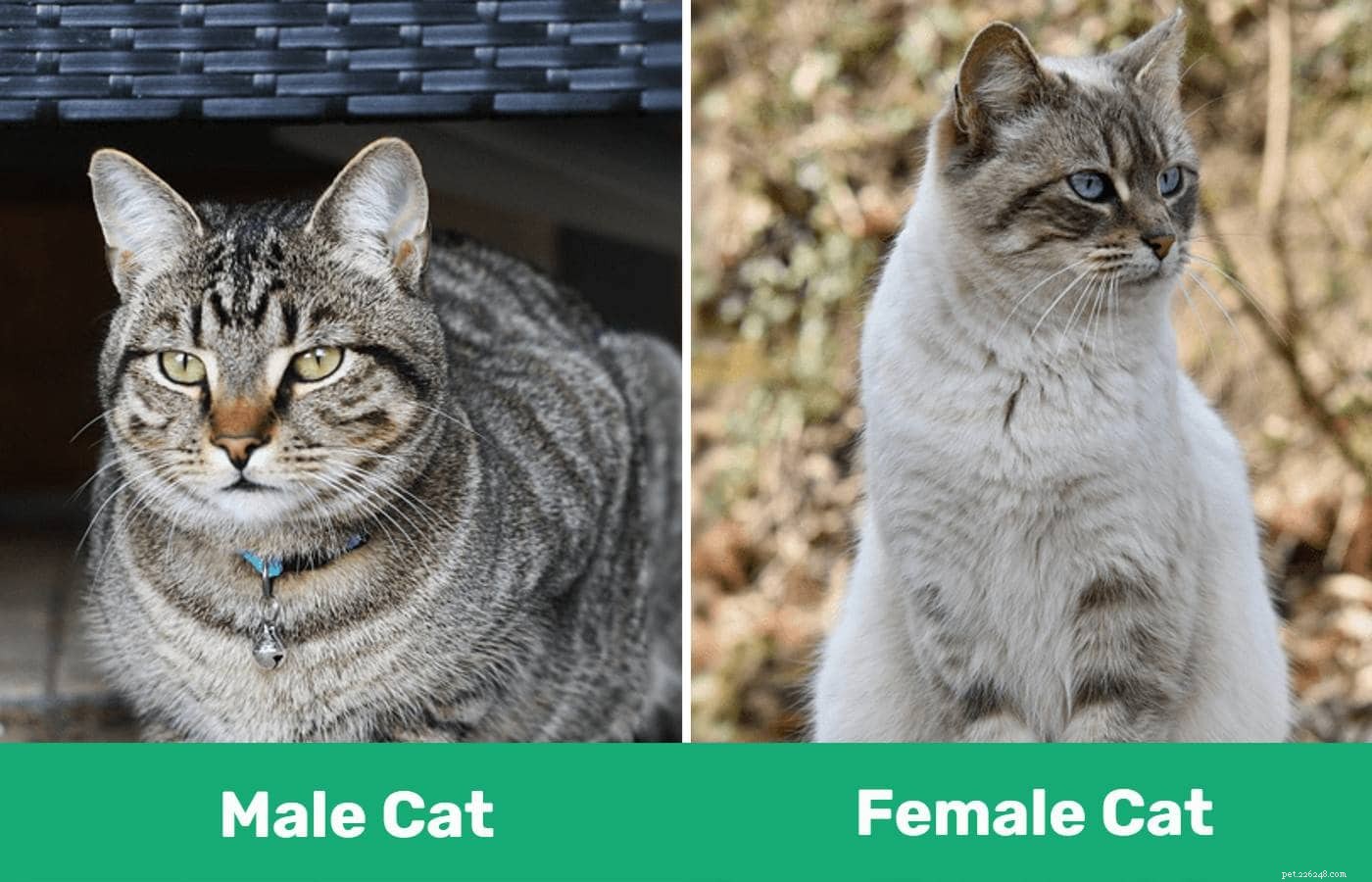 Mannelijke versus vrouwelijke katten:wat is het verschil en welke moet je kiezen?