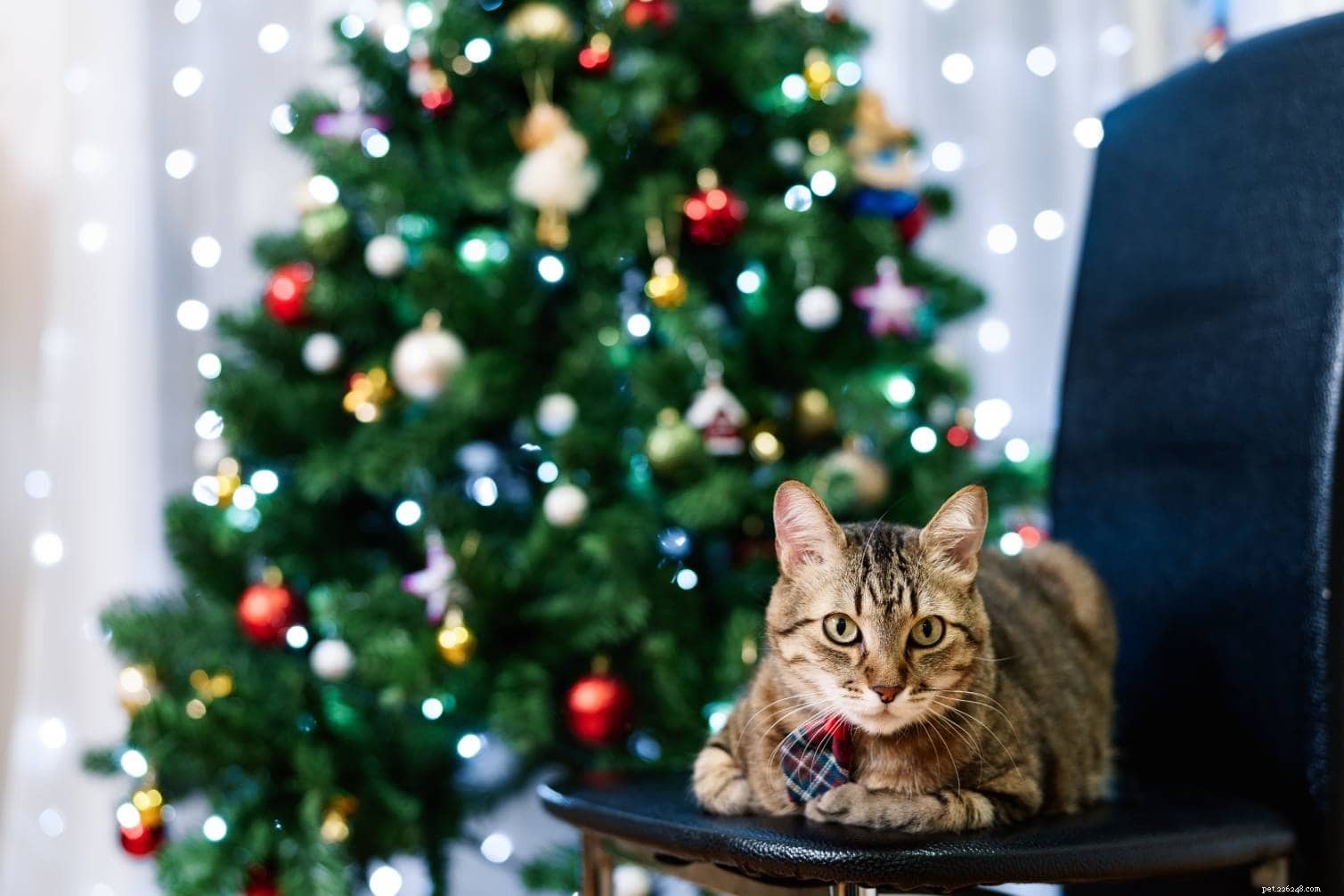 Jak držet kočky dál od vánočních stromků (5 osvědčených metod)
