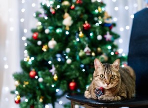 Como manter os gatos longe das árvores de Natal (5 métodos comprovados)