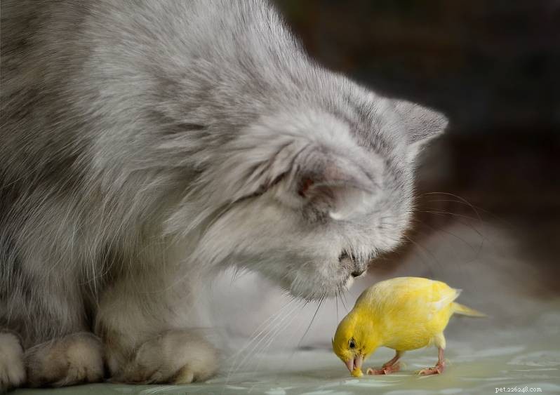 Come tenere i gatti lontani dalle mangiatoie per uccelli (7 metodi comprovati)