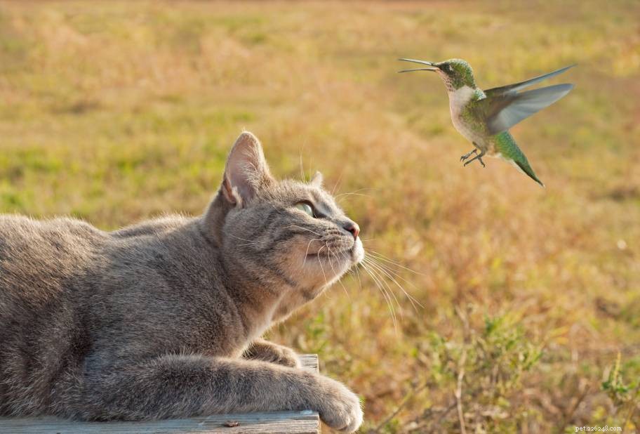 Как держать кошек подальше от кормушек для птиц (7 проверенных методов)