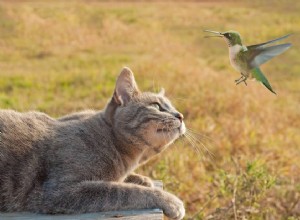 Hoe u katten weghoudt van vogelvoeders (7 bewezen methoden)