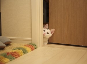 고양이를 방에 들어오지 못하게 하는 방법(8가지 입증된 방법)
