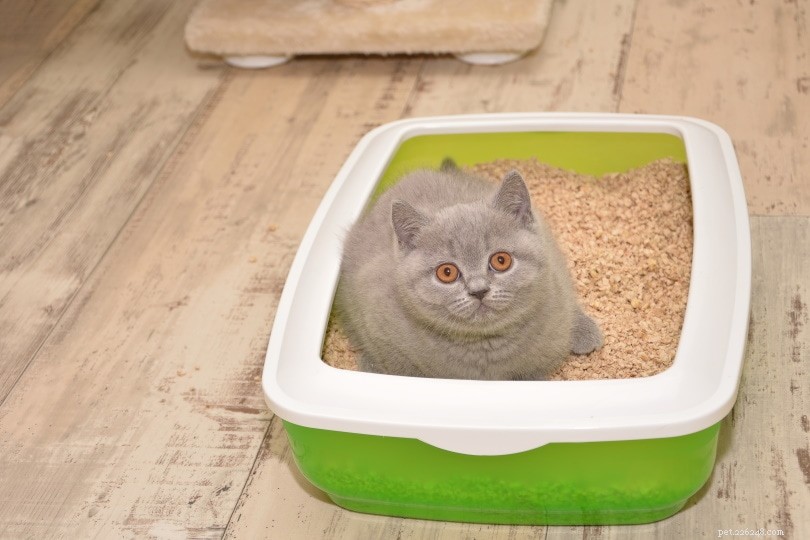 9 tipos diferentes de areia para gatos e seus prós e contras