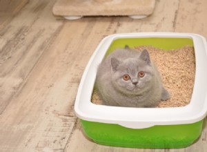 9 différents types de litière pour chat et leurs avantages et inconvénients