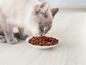 10 melhores rações para gatos para a saúde do trato urinário em 2022