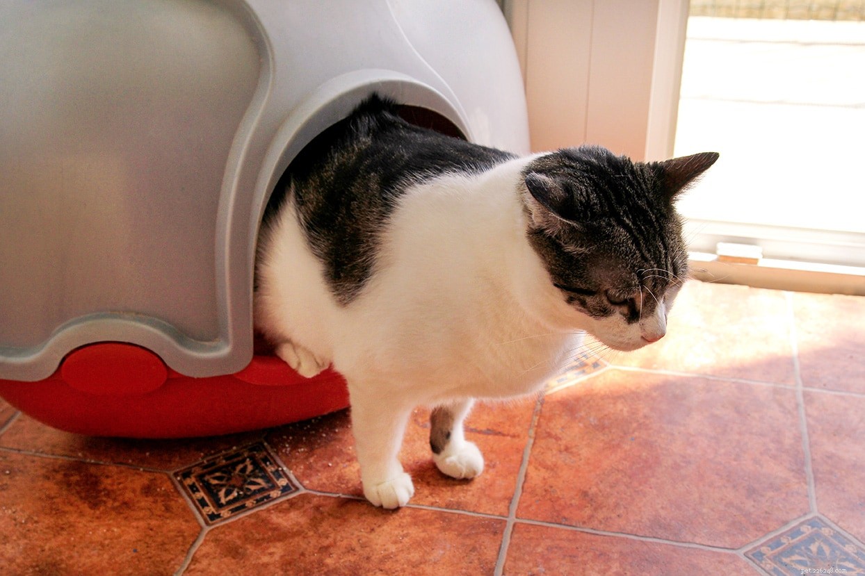 10 façons intelligentes de cacher la litière pour chat (avec images)