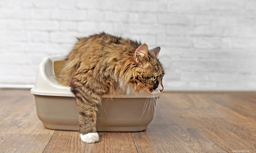 猫のトイレを隠す10の賢い方法（写真付き） 