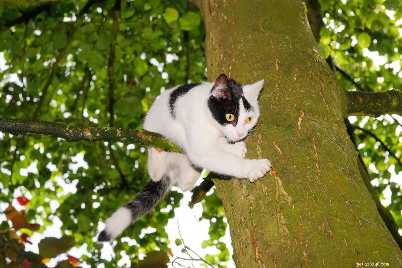 Hoe krijg je een kat uit een boom (6 bewezen methoden)