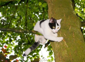 Hur får man ut en katt ur ett träd (6 beprövade metoder)