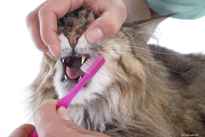 Как чистить кошке зубы (с видео)