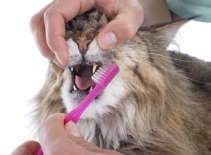 Hur du borstar din katts tänder (med video)