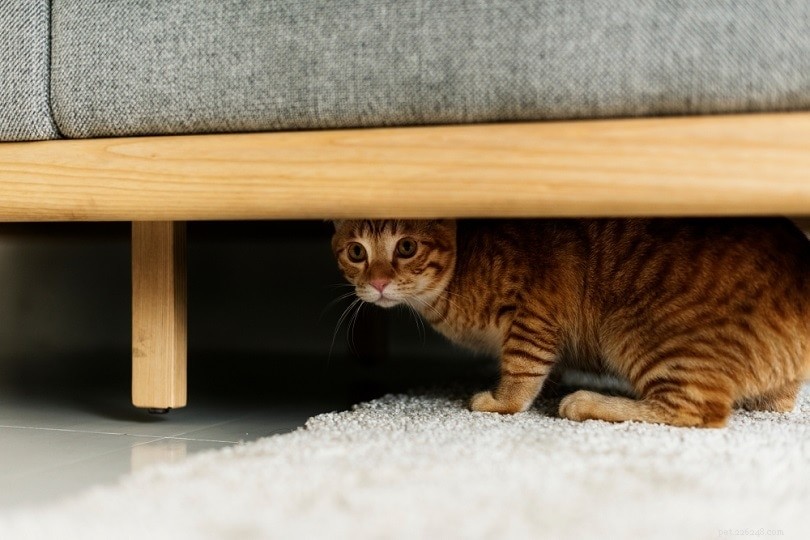 7 raisons pour lesquelles les chats ne couvrent pas leur caca (et comment leur faire faire)