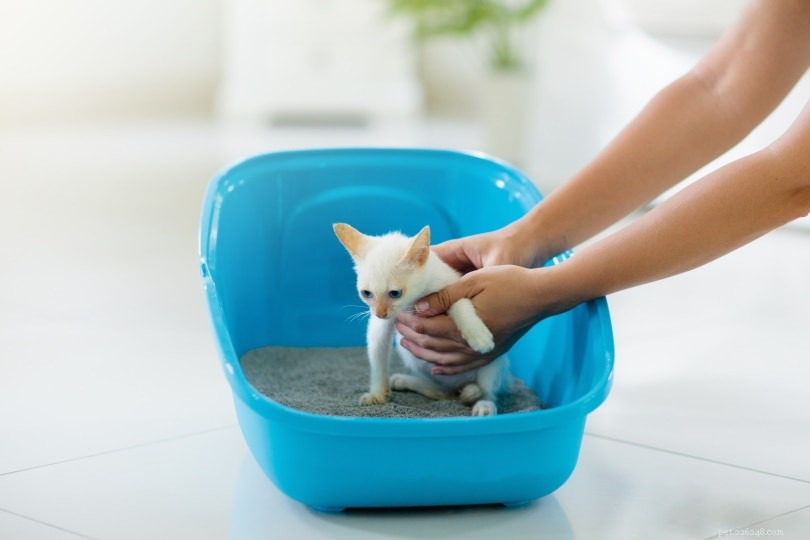 トイレを使うために屋外の猫を訓練する方法 