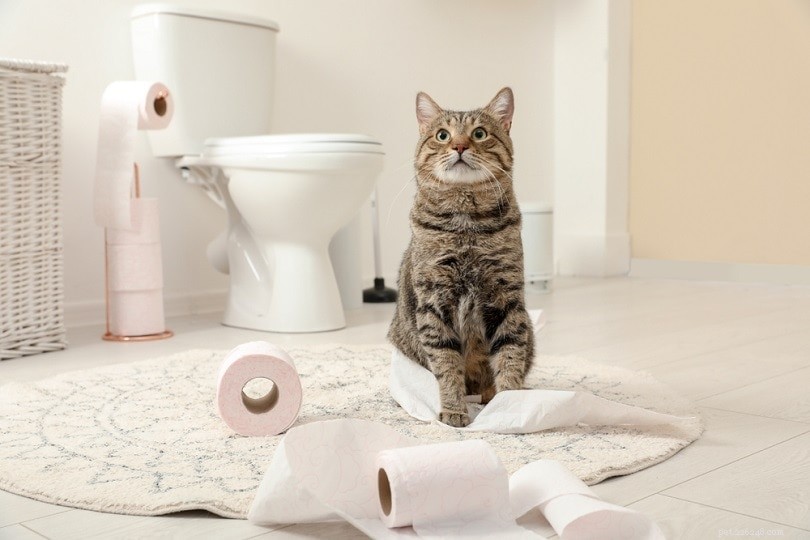 내가 화장실을 사용할 때 고양이가 쓰레기통을 사용하는 이유는 무엇입니까?