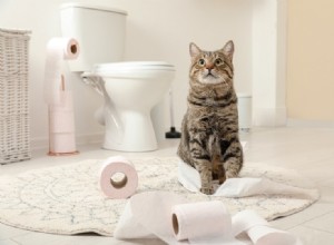Proč moje kočka používá záchod, když já používám záchod?