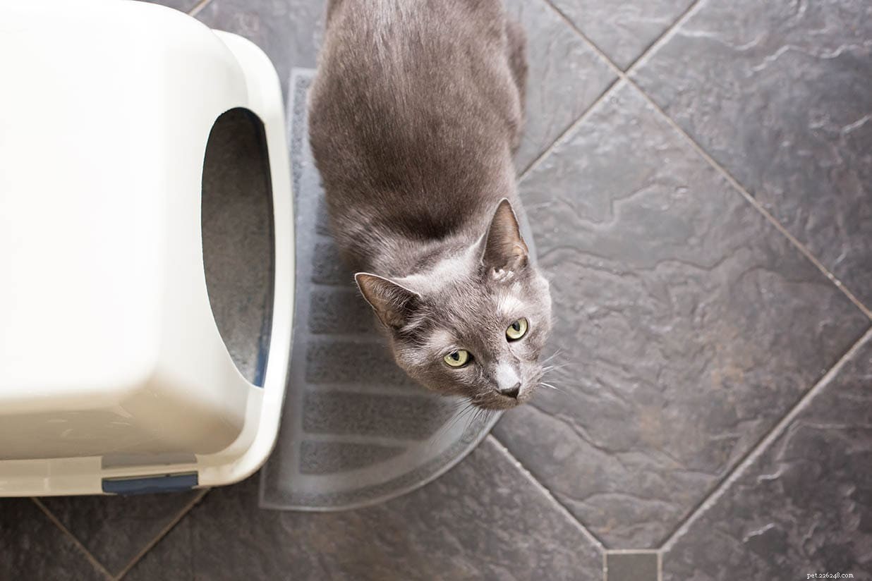 Varför använder min katt kattlådan när jag går på toaletten?