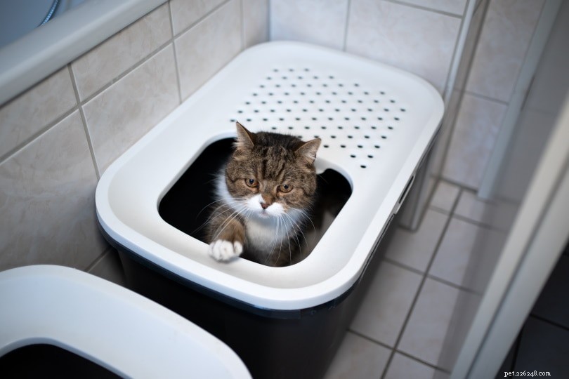 Perché il mio gatto usa la lettiera quando uso la toilette?