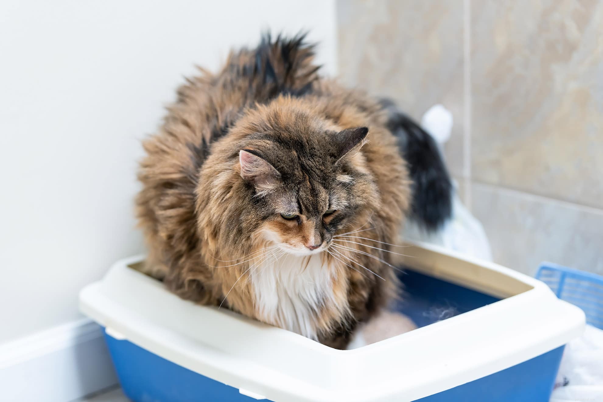 내가 화장실을 사용할 때 고양이가 쓰레기통을 사용하는 이유는 무엇입니까?