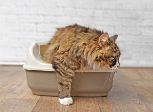 Een zwerfkat trainen om de badkamer te gebruiken (8 eenvoudige stappen)