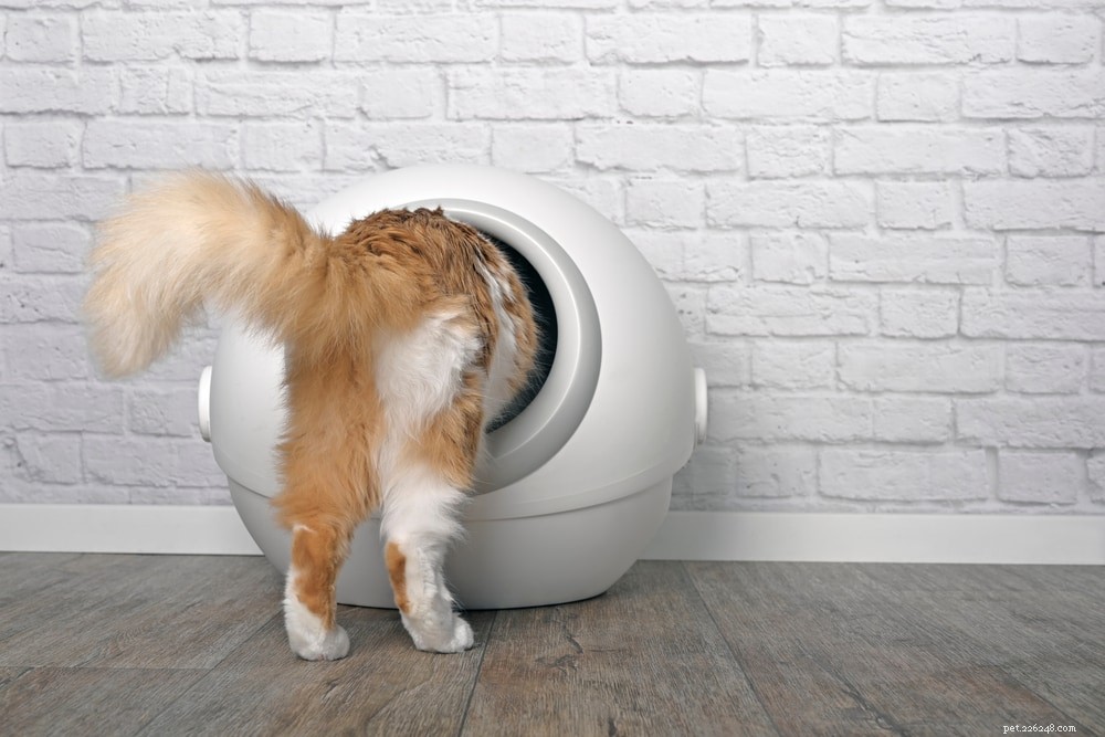 Сколько туалетов вам нужно на кошку?