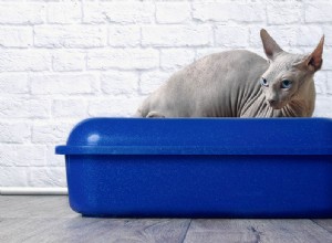 10 tipos de caixas de areia para gatos e suas diferenças