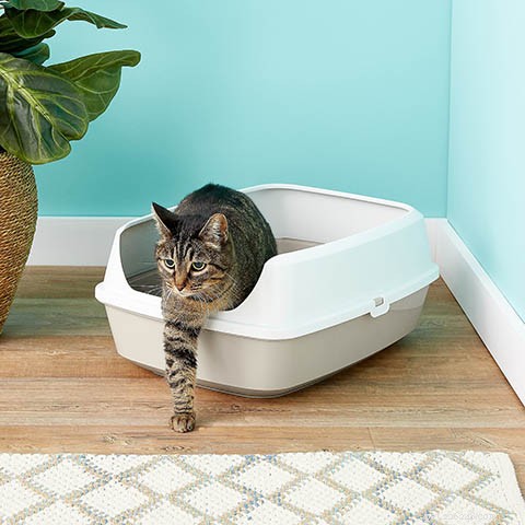 10 типов кошачьих туалетов и их отличия