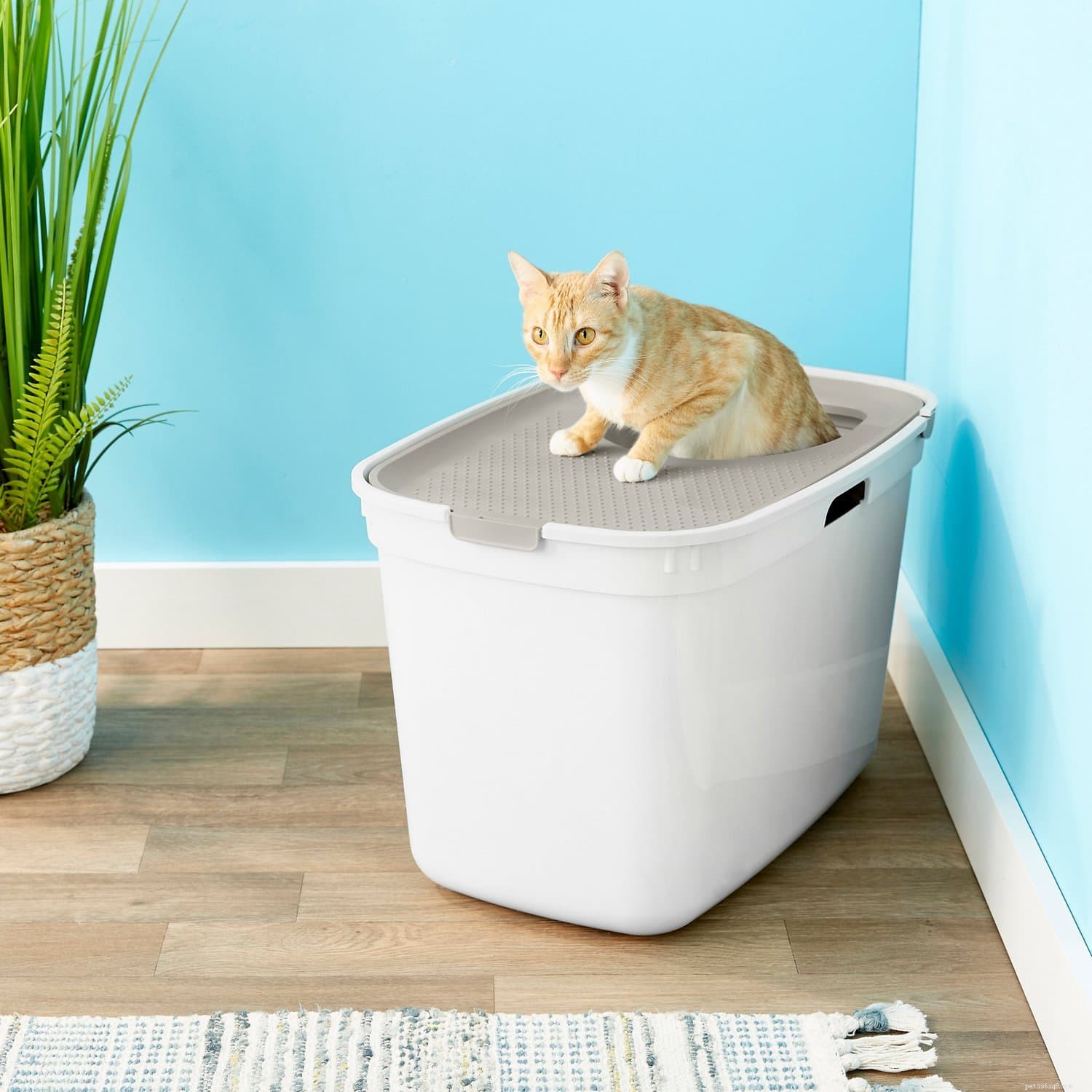고양이 쓰레기통의 10가지 유형과 차이점