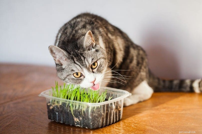 고양이가 쓰레기를 먹는 이유는 무엇입니까? 해야 할 일과 걱정할 때