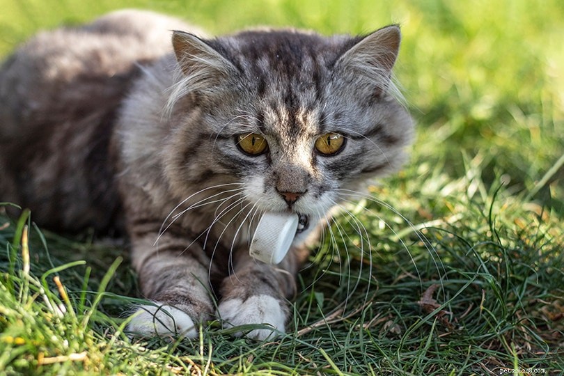 고양이가 쓰레기를 먹는 이유는 무엇입니까? 해야 할 일과 걱정할 때