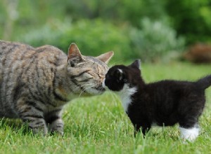 나이 든 고양이에게 새끼 고양이를 소개하는 방법(5가지 팁)