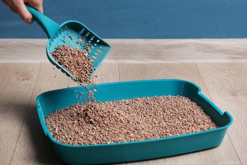 10 alternativas inteligentes à areia para gatos