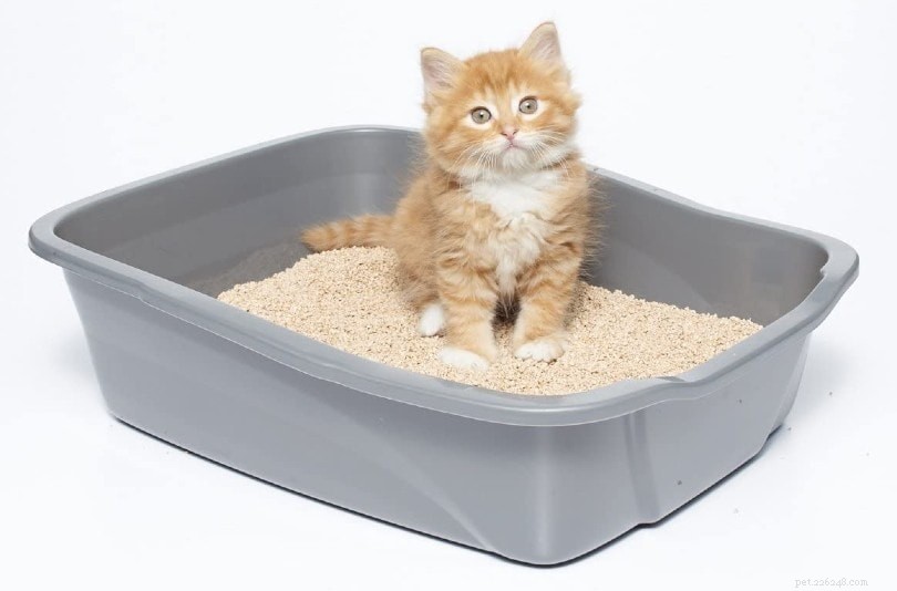 10 alternativas inteligentes à areia para gatos