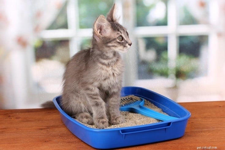 고양이에게 어떤 크기의 쓰레기통이 필요합니까? 