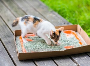 De quelle taille de bac à litière votre chat a-t-il besoin ?