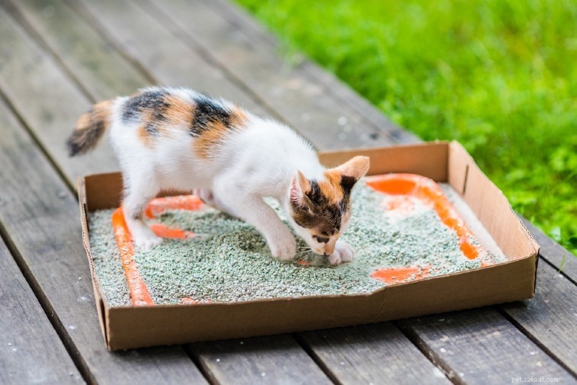 10 alternatives astucieuses à la litière pour chat