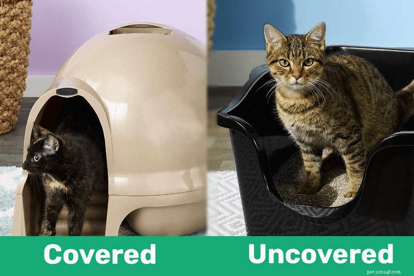 Коробки для туалета с крышкой и без крышки:заботится ли моя кошка?