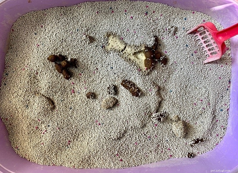 Caixas de areia cobertas x descobertas:meu gato se importa?