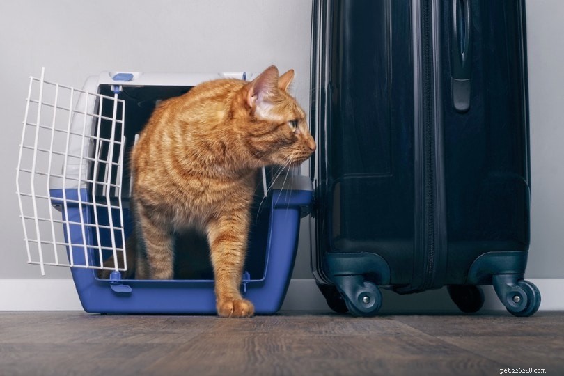 猫のトイレを持って旅行する方法（5つのヒント） 