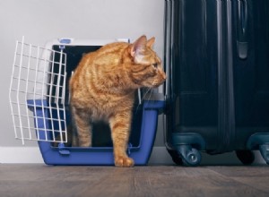 Hur man reser med en kattsandlåda (5 tips)