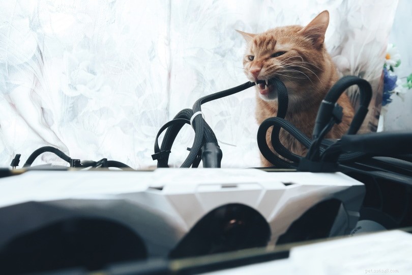 Hur man reser med en kattsandlåda (5 tips)