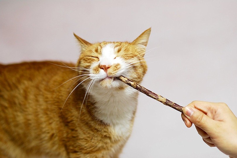 Hoe u kunt voorkomen dat uw kat op elektrische snoeren kauwt (7 bewezen methoden)
