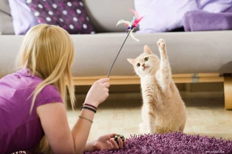 猫が電気コードを噛むのを防ぐ方法（7つの実証済みの方法） 