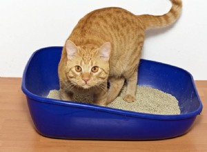고양이 쓰레기는 무엇으로 만들어졌습니까? 10가지 다른 재료!