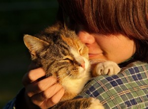 Een verantwoordelijke kattenfokker vinden:5 tips