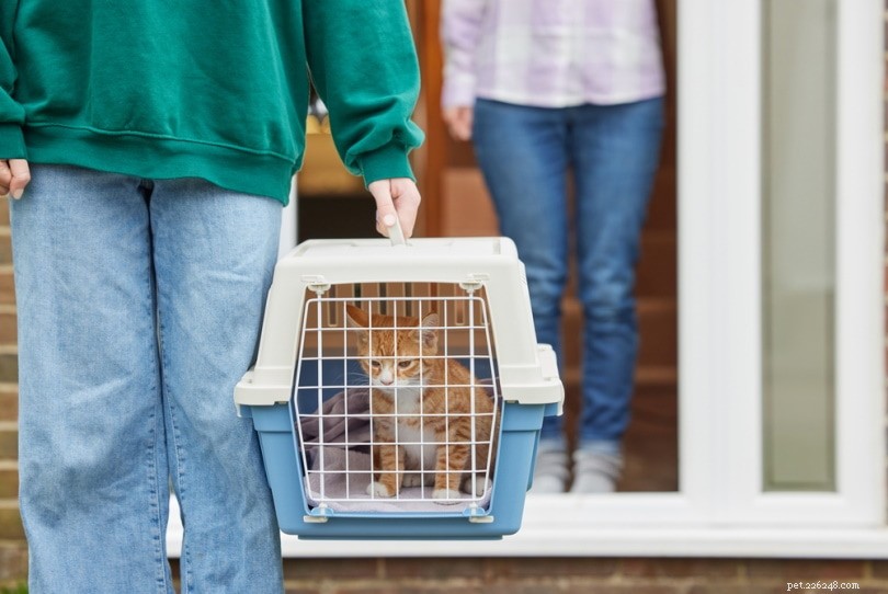 Hur man hittar en ansvarig kattuppfödare:5 tips