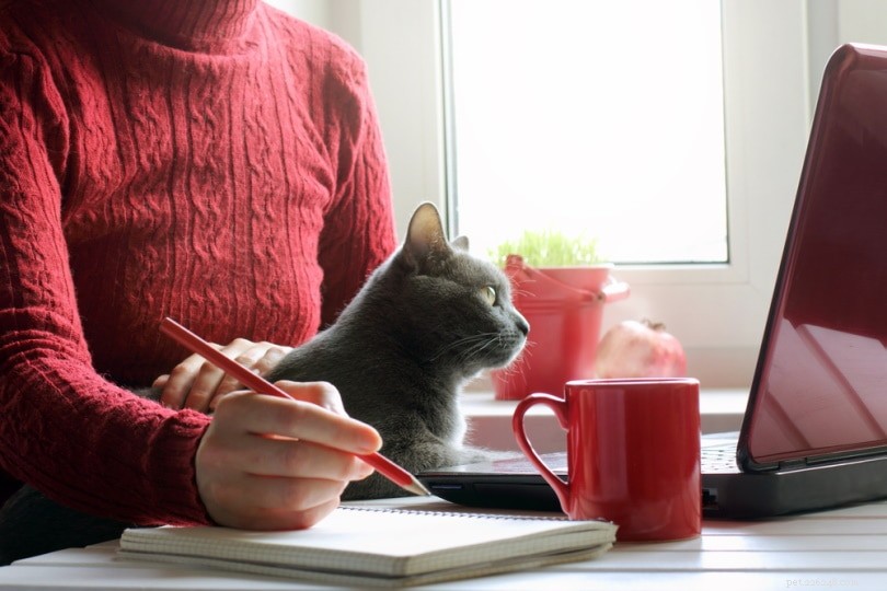 Como encontrar um criador de gatos responsável:5 dicas